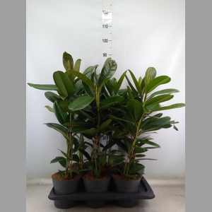 Ficus americana subsp. guianensis