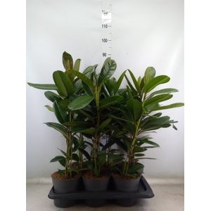 Ficus americana subsp. guianensis