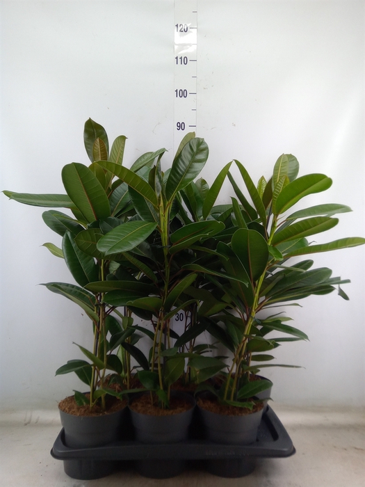 <h4>Ficus americana subsp. guianensis</h4>