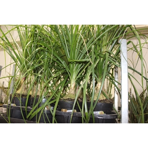 BEAUCARNEA P17