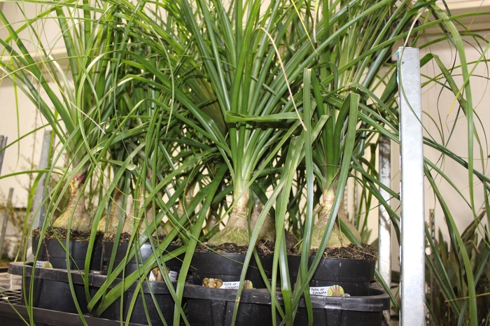 <h4>BEAUCARNEA P17</h4>