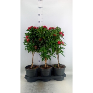 Pentas lanceolata 'Panic Red'