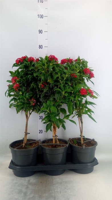 <h4>Pentas lanceolata 'Panic Red'</h4>