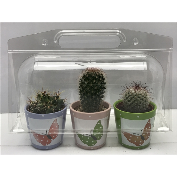 <h4>284 Trioblister butterflypot cac 6,5 cm</h4>
