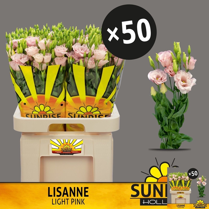<h4>EUS G LISANNE L PINK</h4>