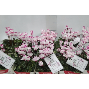 CYCLAMEN ABSOLU DE MOREL P11