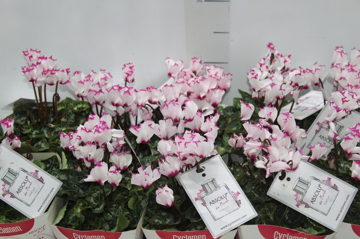 <h4>CYCLAMEN ABSOLU DE MOREL P11</h4>