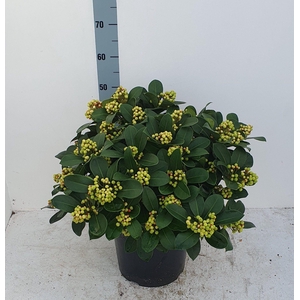 Veitchii 29 cm 30+ tros