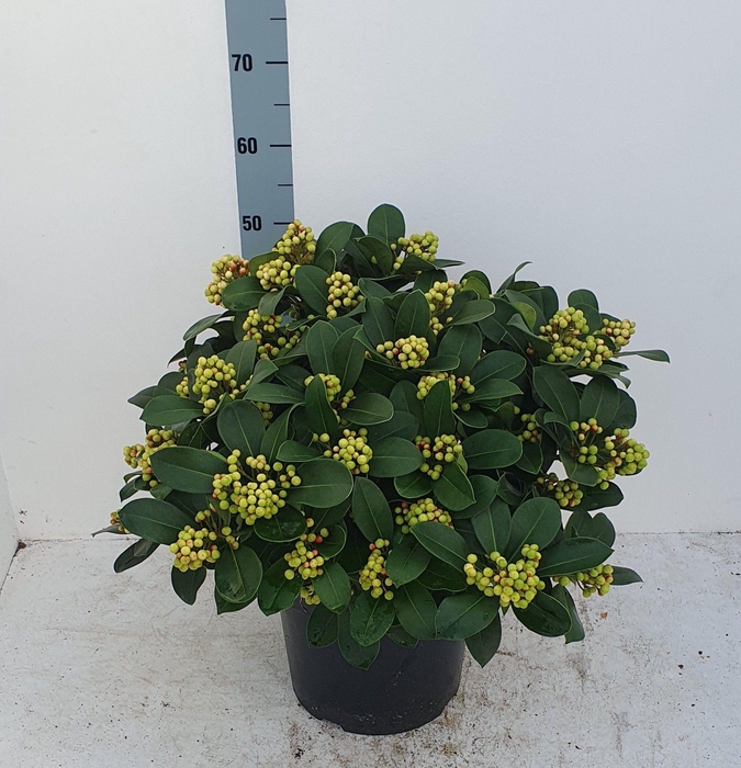 <h4>Veitchii 29 cm 30+ tros</h4>