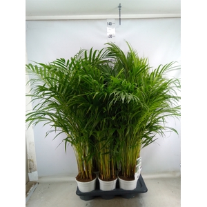 Dypsis lutescens   ...Chrysalidoca