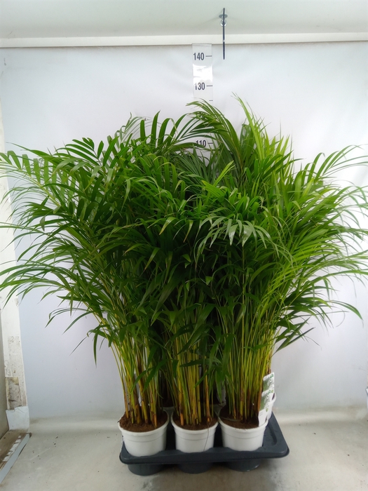 <h4>Dypsis lutescens   ...Chrysalidoca</h4>
