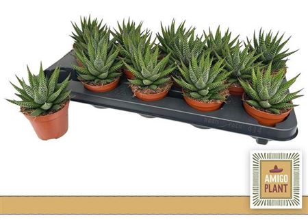 <h4>Haworthia 'Universe'</h4>