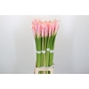 Zantedeschia Eydolls Pink