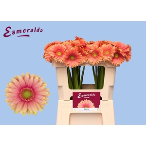 GERBERA MI 'DORA'