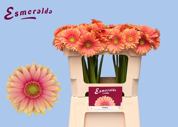 <h4>GERBERA MI 'DORA'</h4>