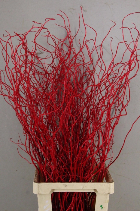 <h4>Salix Tortuosa Red</h4>