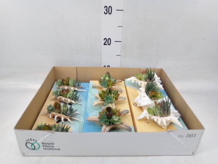 <h4>Planten  ..in schelp L%</h4>