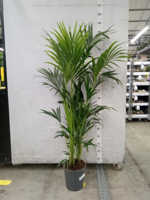 <h4>Howea forsteriana</h4>