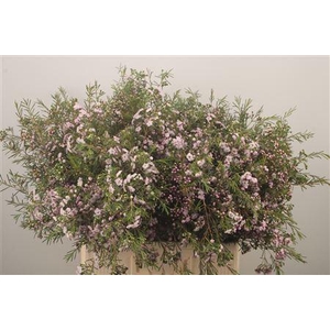 Chamelaucium Dancing Queen