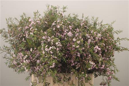 <h4>Chamelaucium Dancing Queen</h4>