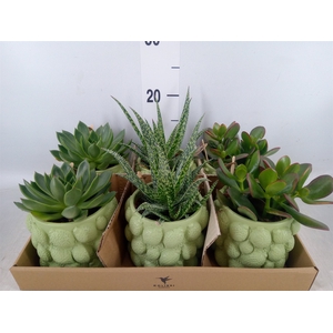 Succulents   ...mix 3