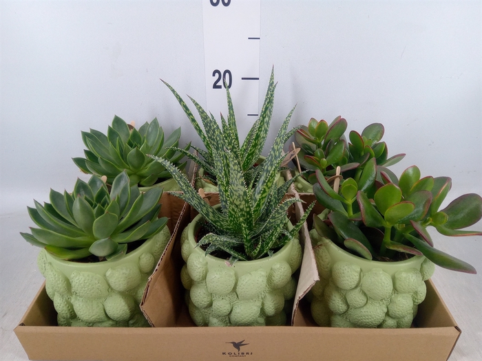 <h4>Succulents   ...mix 3</h4>