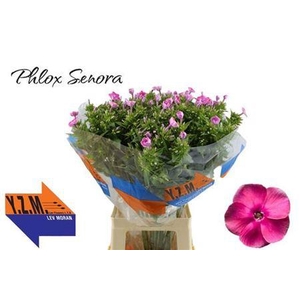 Phlox P Senora