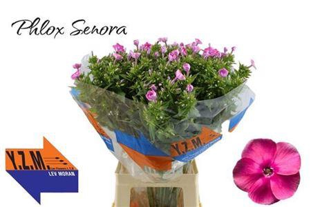<h4>Phlox P Senora</h4>