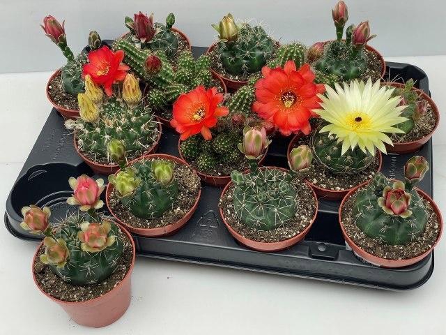 <h4>CACTUS BLOEIEND GEM</h4>