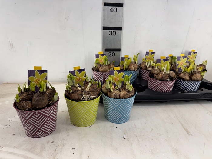 <h4>ARR N TETE A TETE</h4>