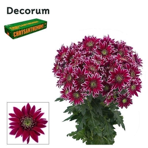 CHRYSANTHEMUM TR 'BOLTE'