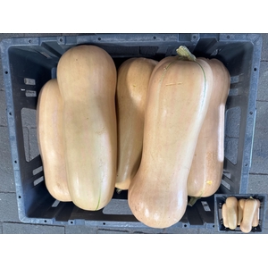 CUCURBITA OV