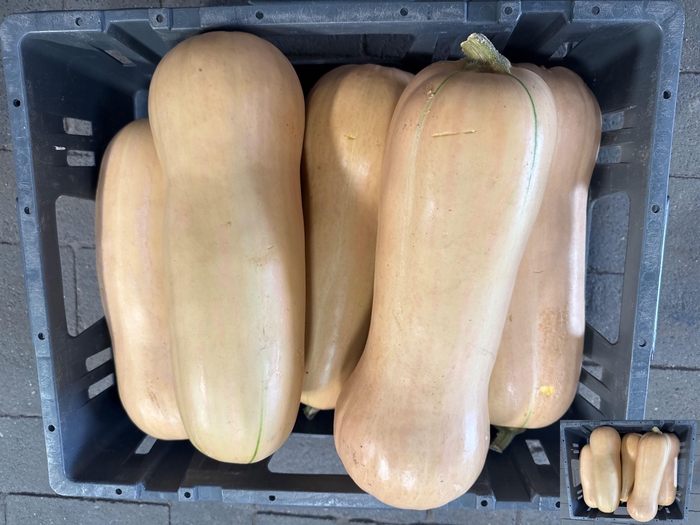 <h4>CUCURBITA OV</h4>