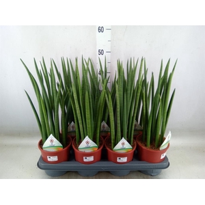 Sansevieria cyl.  ...