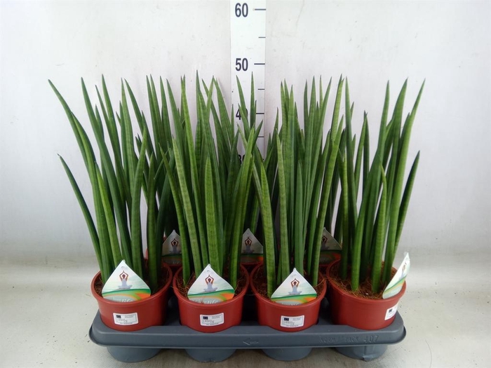 <h4>Sansevieria cyl.  ...</h4>