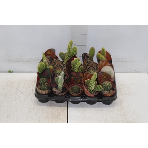 CACTUS MINI P06