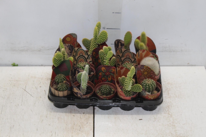 <h4>CACTUS MINI P06</h4>