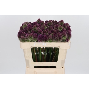 Allium Sphaerocephal (kogel)