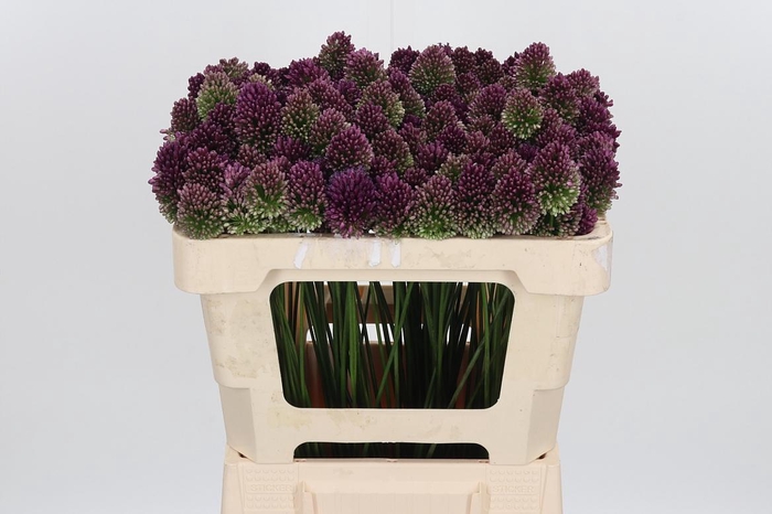 <h4>Allium Sphaerocephal (kogel)</h4>