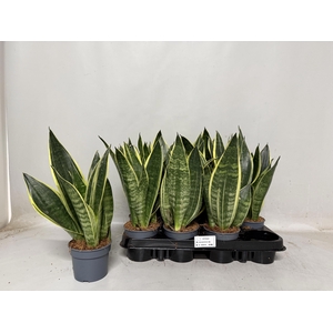 SANSEV TRIFASCIA  OV