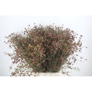 Ginster Berry Red P Bunch