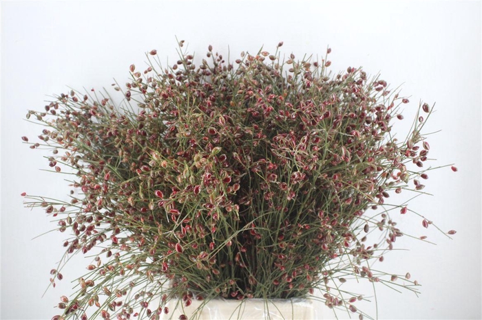 <h4>Ginster Berry Red P Bunch</h4>