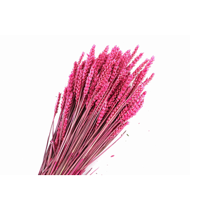 Tarwe Cerise