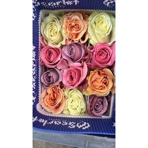 R Gr Rainbow Pastel