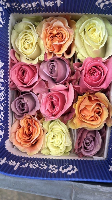 <h4>R Gr Rainbow Pastel</h4>