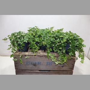 Parthenoc Sugar Vine