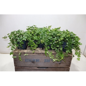 Parthenoc Sugar Vine