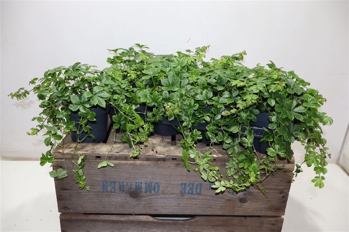 <h4>Parthenoc Sugar Vine</h4>