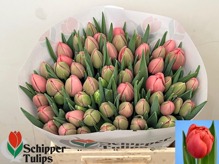 <h4>TU DU ETCHED SALMON</h4>