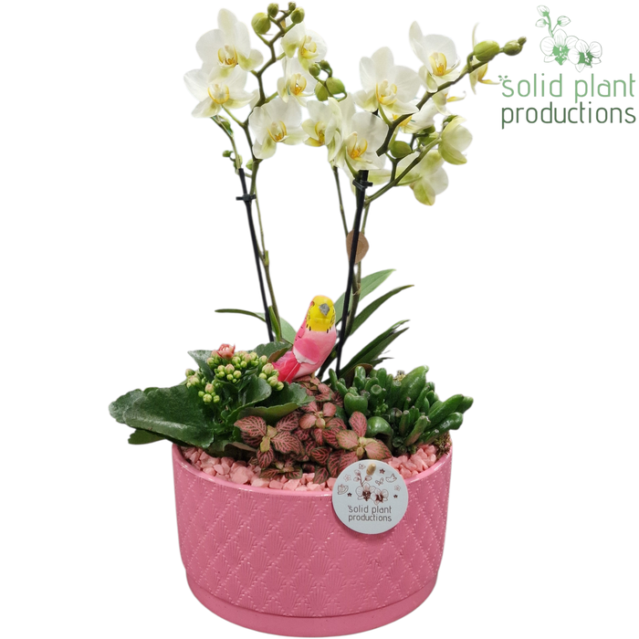 <h4>PH004 Stella Pink</h4>